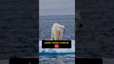 The Shocking Truth About Climate Change Impacts on Wildlife