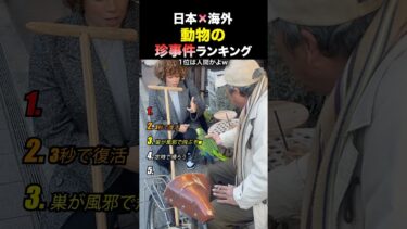 日本にいる動物達の珍事件ランキング #shorts #日本 #海外の反応
