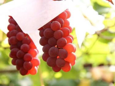気候変動がもたらす果物への影響：ぶどう栽培の未来は？
