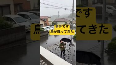 空から大量の鳥が降ってきた 異常気象か天のお告げか これは事件です いますぐ避難してください 男は傘で防ぐも最後の審判を受け入れる