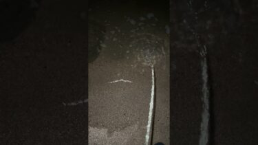 #asmr #fyp #地球温暖化 #ヴィーガン