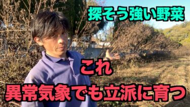 【畑　異常気象】　夏の暑さ　水不足でも強い野菜