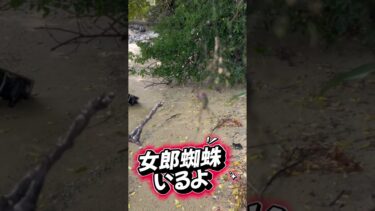 11月でも巣づくり！？女郎蜘蛛が見せる異常気象のサイン #shorts #shirt