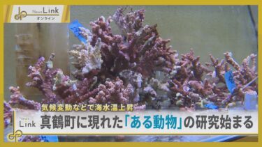 気候変動などで海水温上昇 真鶴町に現れた「サンゴ」の研究始まる【News Linkオンライン】