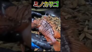 地球温暖化　global warming　#元動画　youtube 梧桐ゆずりはさんのチャンネル　　サンゴの群体も見つかるかもですね