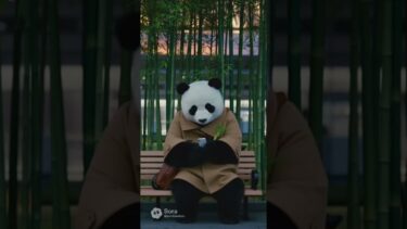 パンダ外交、帰国拒否。「日本の竹が恋しい」とコメント。