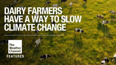 FEATURES: These Cows Could Be Dairy Industry’s Climate Game-Changer