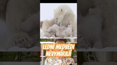 Lední medvědi kvůli klimatickým změnám nevymírají #klimatomluva