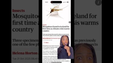Mosquitoes in Iceland? Climate change is real #sustainableliving #climateaction