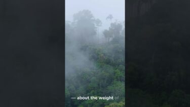 Africa’s Forests Are Now Carbon Sources — Global Climate Warnings #sciencenews