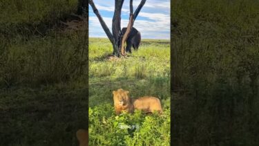 野生動物の生活。ゾウ対ライオン #トレンド #動物 #野生動物