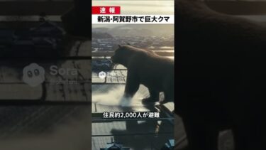 地球温暖化による紫外線増加による突然変異で巨大化したクマが出現してしまう…