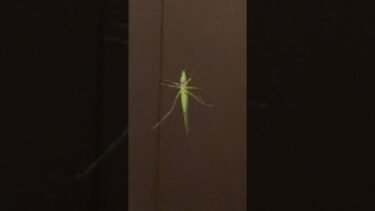 12月だというのに、気候変動に順応しすぎたキリギリスが、助けを求めに我が家に来てます。