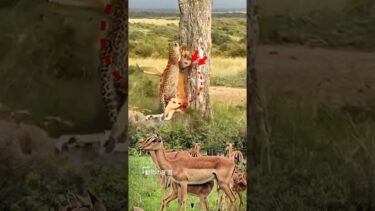 野生動物の生活。ヒョウに襲われた鹿 #動物 #トレンド #野生動物
