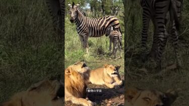 野生動物の生活、ライオン対シマウマ #トレンド #動物 #野生動物