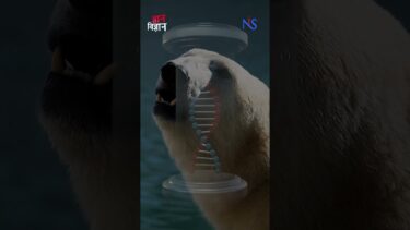 Polar Bears’ DNA Hides A Climate Warning