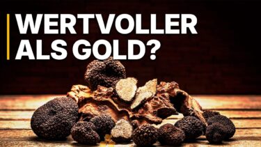 Trüffelanbau Deutschland | Gold aus dem Wald: Wie der Klimawandel Neue Märkte