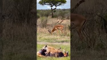 ハイエナ vs シカ #野生動物 #トレンド #動物 #YouTubeshorts #ショート