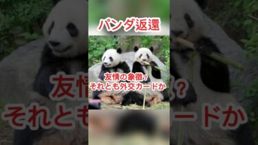 【速報】上野動物園のパンダ返還、友情の象徴？ それとも外交カードか #日本ニュース #速報 #政治ニュース #国際ニュース #高市首相 #日中関係