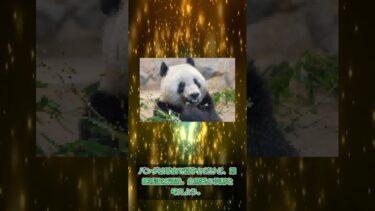 【驚愕】パンダ外交の闇！日本からパンダ消滅危機にネット民騒然 #政治 #ニュース速報 #ニュース #みんなの反応 #パンダ #外交 #日本