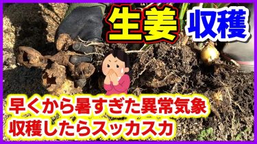 【生姜収穫】早くから暑すぎた異常気象で栽培したら大事なアレが悲しい姿だった／ショウガ栽培