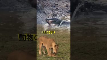 ライオンとワニの決闘 #動物 #トレンド #ショート #野生動物