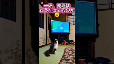 飼い猫チビ  異常気象❄🌧️☀️⌛️😵‍💫
