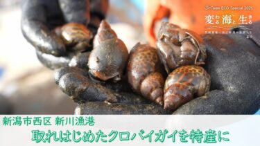 Team ECO Special🌱「変わる海と生きる～気候変動に挑む新潟の漁師たち～」ダイジェスト#3【Team ECO Project2025】