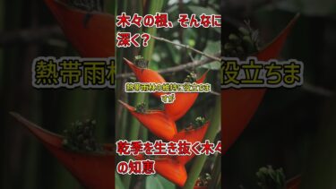 「パナマの熱帯雨林が見せる驚きの生存戦略 #気候変動 #熱帯雨林」