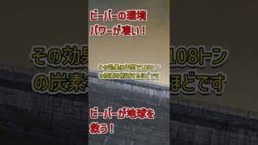 ビーバーが地球を救う！？驚くべき自然の力！#ビーバー #気候変動 #環境保護