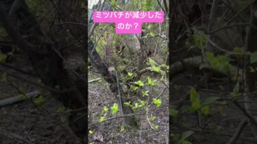 【農業】梅が実ってない！ミツバチの減少か？異常気象か？