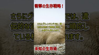 新たな生存戦略？ホッキョクグマの驚きの適応 #ホッキョクグマ #気候変動 #環境保存