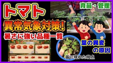 【トマト】異常気象対策！暑さに強い耐暑性品種一覧を作りました／育苗（鉢増しする理由）定植までの管理方法／この時期の葉の異変（斑点）の原因／アブラムシ対策／品種選び／猛暑対策
