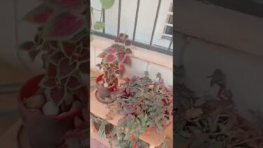 世界最高のトレンド #ترند 、