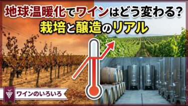 地球温暖化でワインはどう変わる？#wine #winelover #ワインのある暮らし #ワイン