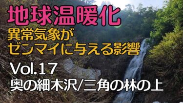 奧山ゼンマイ折りVol.17〜異常気象がゼンマイに与える影響〜