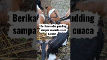 Antisipasi Anomali Cuaca