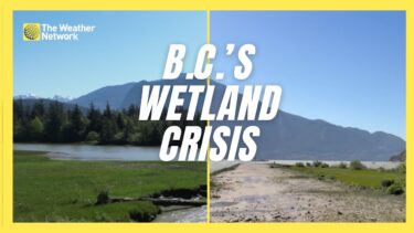 B.C. is losing its wetlands, and that’s a big problem for extreme weather