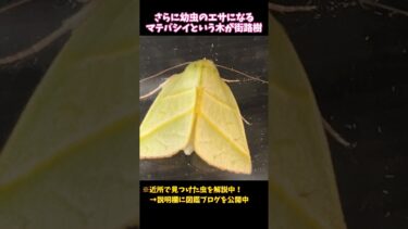 【ツクシアオリンガ】温暖化で北上中？緑色の美しい蛾