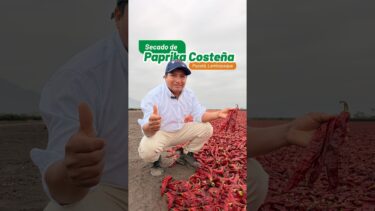 ¡El Páprika Costeña responde con éxito ante climas cambiantes como el fenómeno