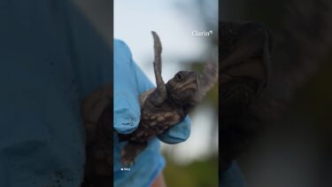 Buscan salvar a las tortugas marinas en las playas de Panamá por el cambio
