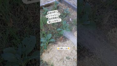 日照り、虫食い、異常気象。自然菜園が悲鳴を上げています。初心者、頑張ります🔰